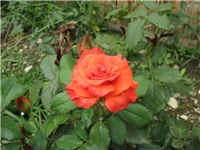 f04d12ae-04.08.2010. 166.jpg